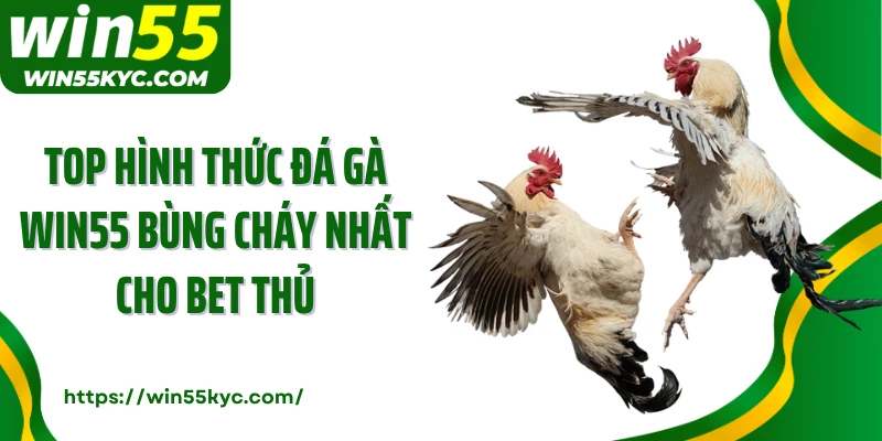 Top hình thức đá gà Win55 bùng cháy nhất cho bet thủ